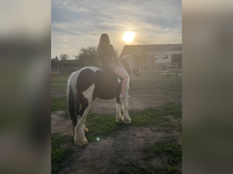 Cob Irlandese / Tinker / Gypsy Vanner Castrone 7 Anni 158 cm Baio in Stockerau