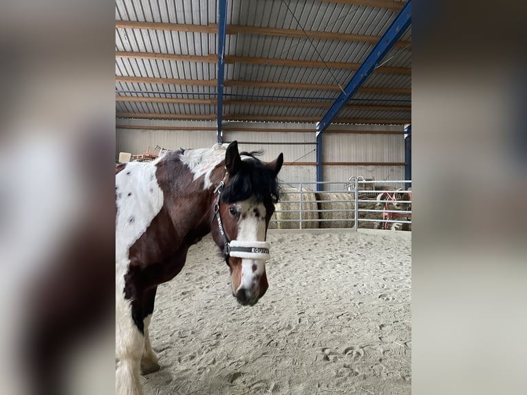 Cob Irlandese / Tinker / Gypsy Vanner Castrone 7 Anni 158 cm Baio in Stockerau