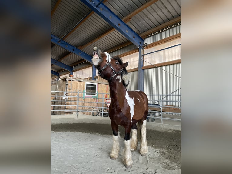 Cob Irlandese / Tinker / Gypsy Vanner Castrone 7 Anni 158 cm Baio in Stockerau