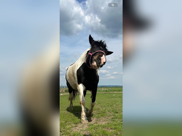 Cob Irlandese / Tinker / Gypsy Vanner Castrone 7 Anni 158 cm Baio in Stockerau