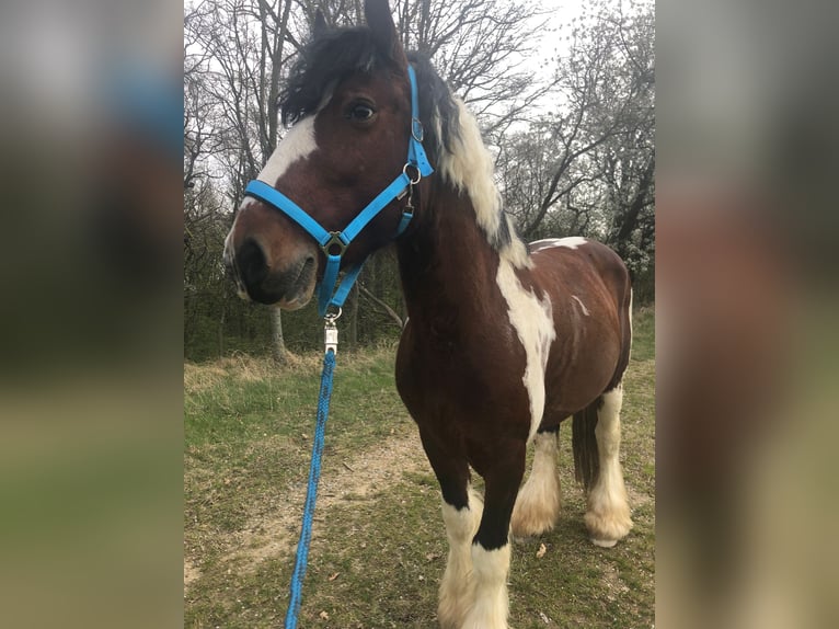 Cob Irlandese / Tinker / Gypsy Vanner Castrone 7 Anni 158 cm Baio in Stockerau