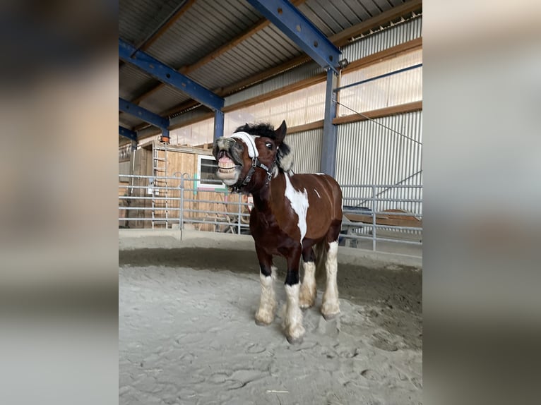 Cob Irlandese / Tinker / Gypsy Vanner Castrone 7 Anni 158 cm Baio in Stockerau