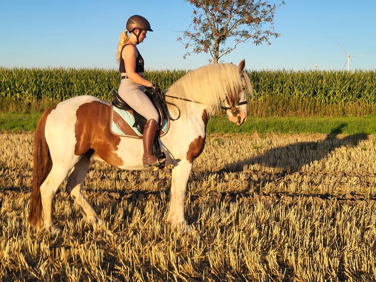 Cob Irlandese / Tinker / Gypsy Vanner Mix Castrone 7 Anni 160 cm Pezzato in Himmelpforten