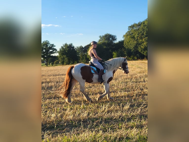 Cob Irlandese / Tinker / Gypsy Vanner Mix Castrone 7 Anni 160 cm Pezzato in Himmelpforten