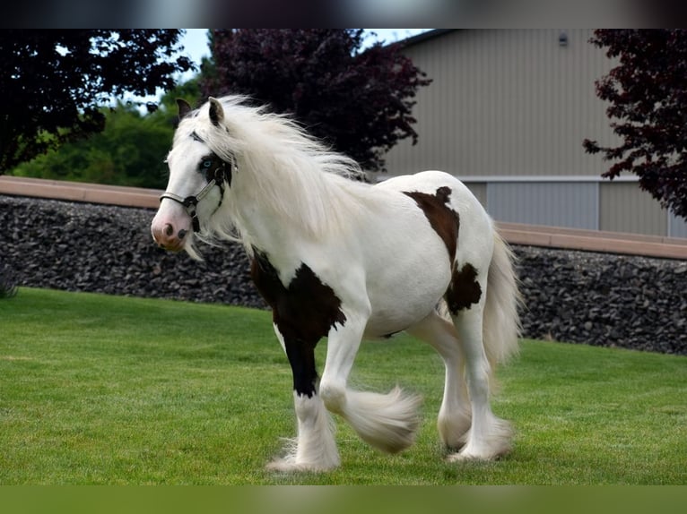 Cob Irlandese / Tinker / Gypsy Vanner Castrone 7 Anni 163 cm in Conroe, TX