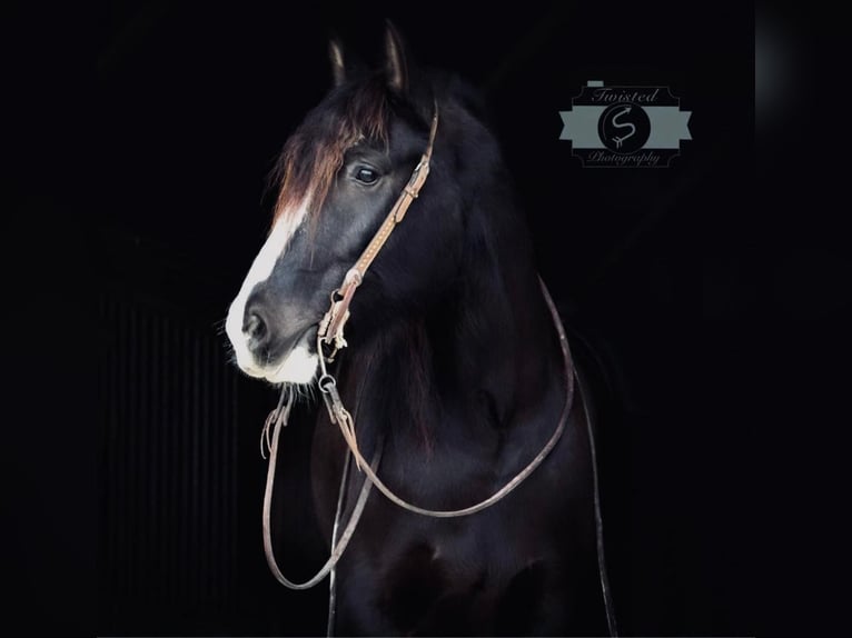 Cob Irlandese / Tinker / Gypsy Vanner Castrone 7 Anni 163 cm Morello in Hardinsburg IN