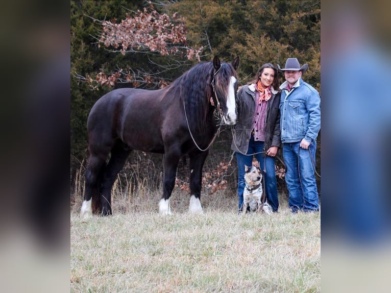 Cob Irlandese / Tinker / Gypsy Vanner Castrone 7 Anni 163 cm Morello in Hardinsburg IN