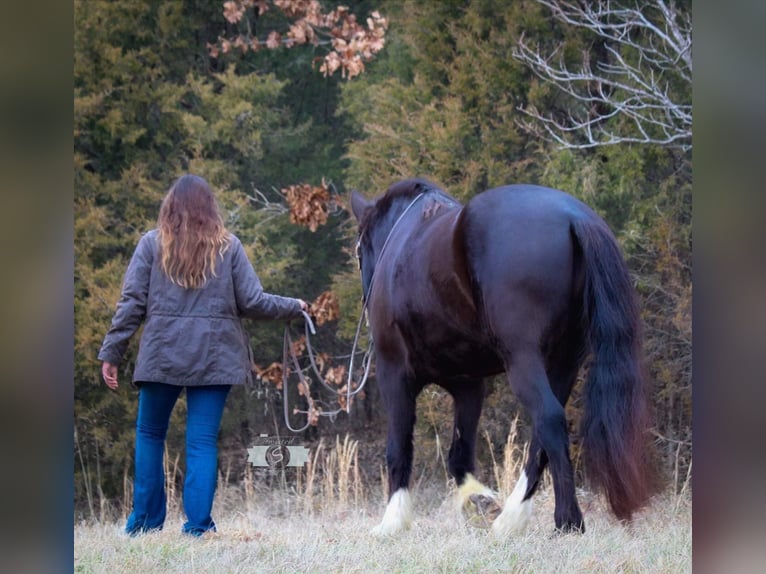 Cob Irlandese / Tinker / Gypsy Vanner Castrone 7 Anni 163 cm Morello in Hardinsburg IN