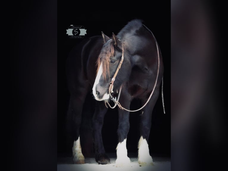 Cob Irlandese / Tinker / Gypsy Vanner Castrone 7 Anni 163 cm Morello in Hardinsburg IN