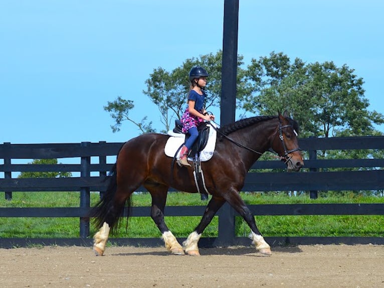 Cob Irlandese / Tinker / Gypsy Vanner Castrone 7 Anni Baio ciliegia in wooster OH