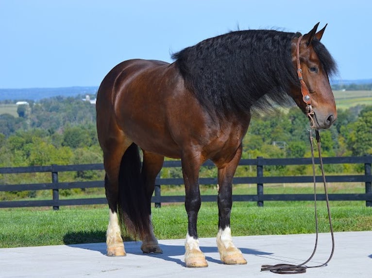 Cob Irlandese / Tinker / Gypsy Vanner Castrone 7 Anni Baio ciliegia in wooster OH