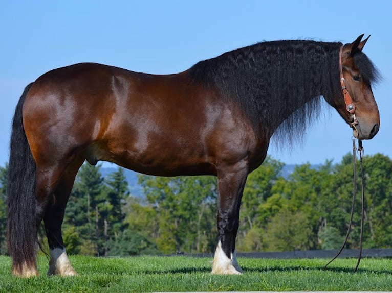 Cob Irlandese / Tinker / Gypsy Vanner Castrone 7 Anni Baio ciliegia in wooster OH