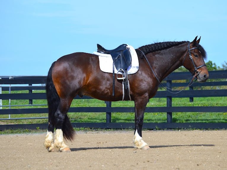 Cob Irlandese / Tinker / Gypsy Vanner Castrone 7 Anni Baio ciliegia in wooster OH