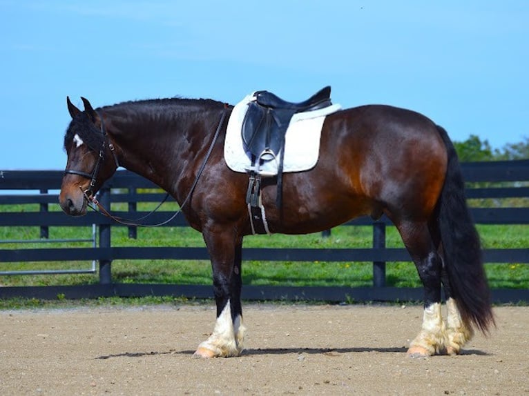 Cob Irlandese / Tinker / Gypsy Vanner Castrone 7 Anni Baio ciliegia in wooster OH