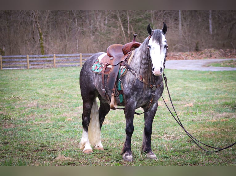 Cob Irlandese / Tinker / Gypsy Vanner Castrone 7 Anni Grigio pezzato in Flemingsburg KY