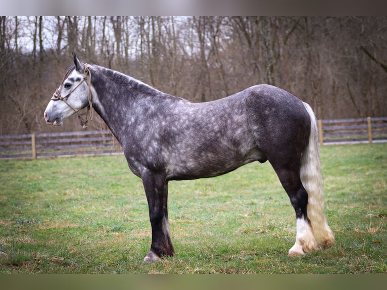 Cob Irlandese / Tinker / Gypsy Vanner Castrone 7 Anni Grigio pezzato in Flemingsburg KY