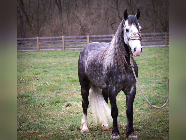 Cob Irlandese / Tinker / Gypsy Vanner Castrone 7 Anni Grigio pezzato in Flemingsburg KY