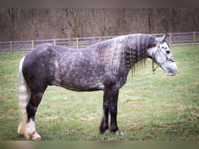 Cob Irlandese / Tinker / Gypsy Vanner Castrone 7 Anni Grigio pezzato in Flemingsburg KY