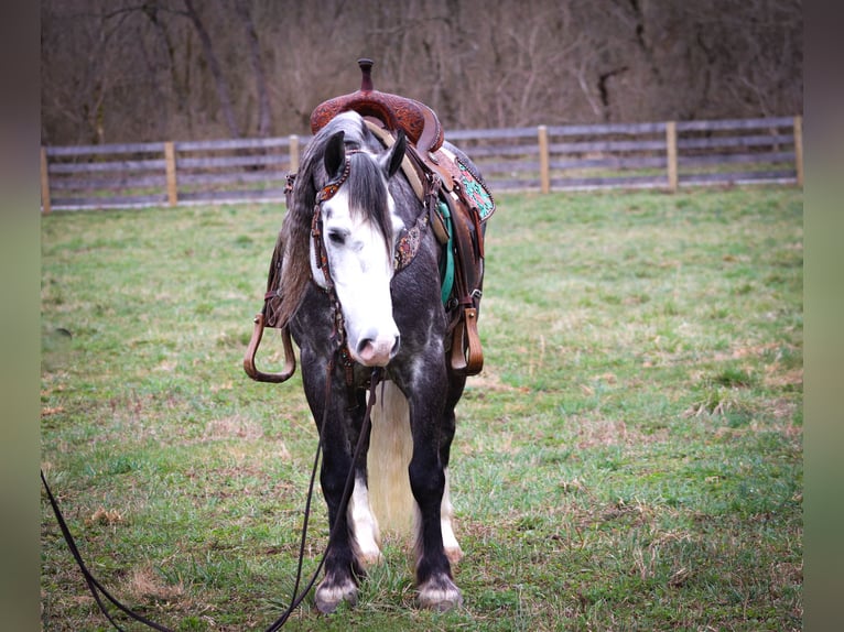 Cob Irlandese / Tinker / Gypsy Vanner Castrone 7 Anni Grigio pezzato in Flemingsburg KY