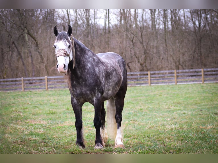 Cob Irlandese / Tinker / Gypsy Vanner Castrone 7 Anni Grigio pezzato in Flemingsburg KY