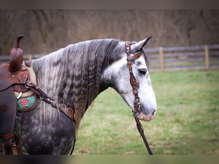 Cob Irlandese / Tinker / Gypsy Vanner Castrone 7 Anni Grigio pezzato in Flemingsburg KY