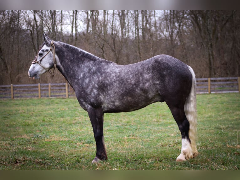 Cob Irlandese / Tinker / Gypsy Vanner Castrone 7 Anni Grigio pezzato in Flemingsburg KY