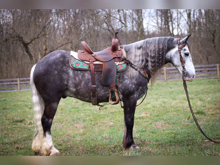 Cob Irlandese / Tinker / Gypsy Vanner Castrone 7 Anni Grigio pezzato in Flemingsburg KY