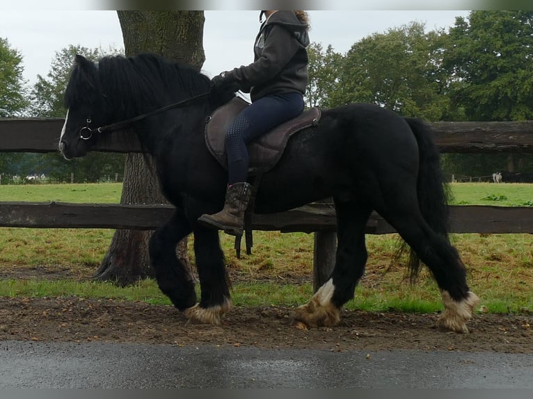 Cob Irlandese / Tinker / Gypsy Vanner Castrone 8 Anni 128 cm Morello in Lathen