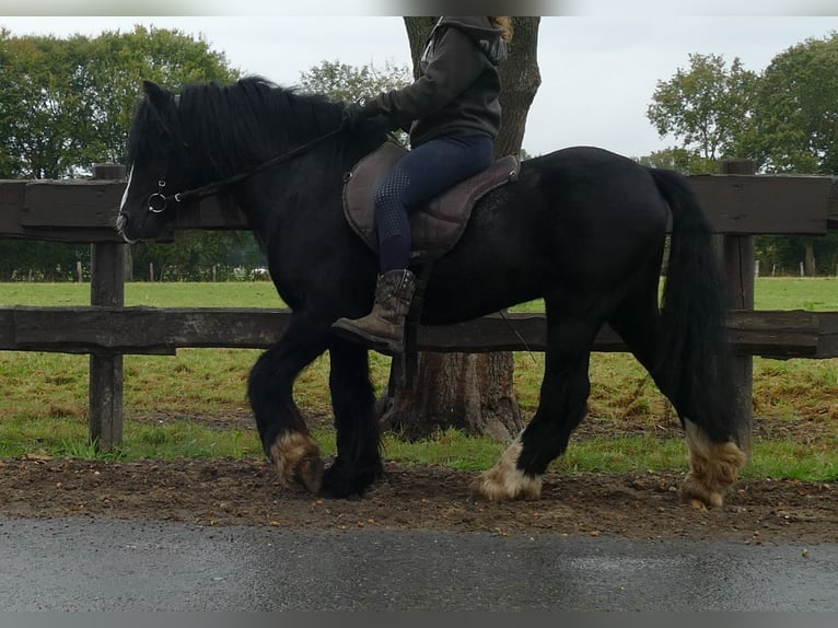 Cob Irlandese / Tinker / Gypsy Vanner Castrone 8 Anni 128 cm Morello in Lathen