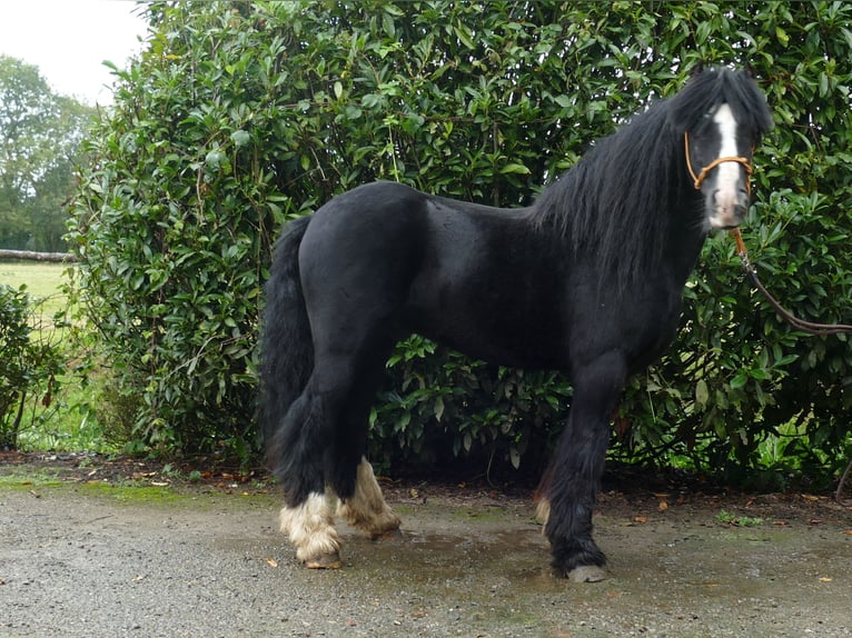 Cob Irlandese / Tinker / Gypsy Vanner Castrone 8 Anni 128 cm Morello in Lathen