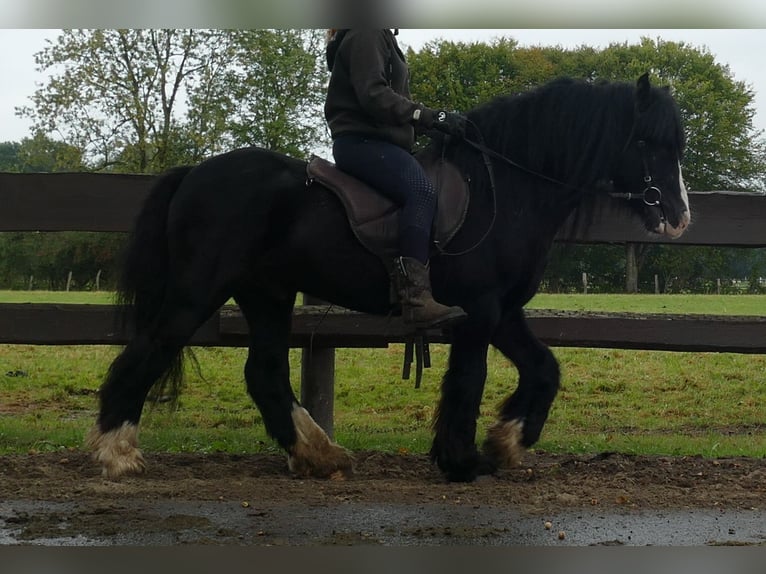 Cob Irlandese / Tinker / Gypsy Vanner Castrone 8 Anni 128 cm Morello in Lathen