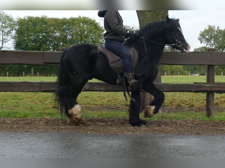 Cob Irlandese / Tinker / Gypsy Vanner Castrone 8 Anni 128 cm Morello in Lathen