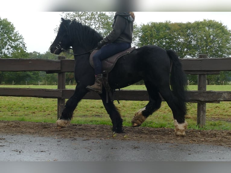 Cob Irlandese / Tinker / Gypsy Vanner Castrone 8 Anni 128 cm Morello in Lathen