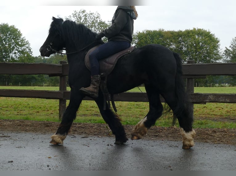 Cob Irlandese / Tinker / Gypsy Vanner Castrone 8 Anni 128 cm Morello in Lathen