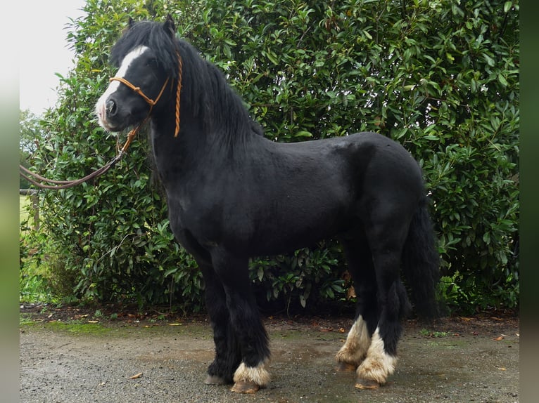 Cob Irlandese / Tinker / Gypsy Vanner Castrone 8 Anni 128 cm Morello in Lathen