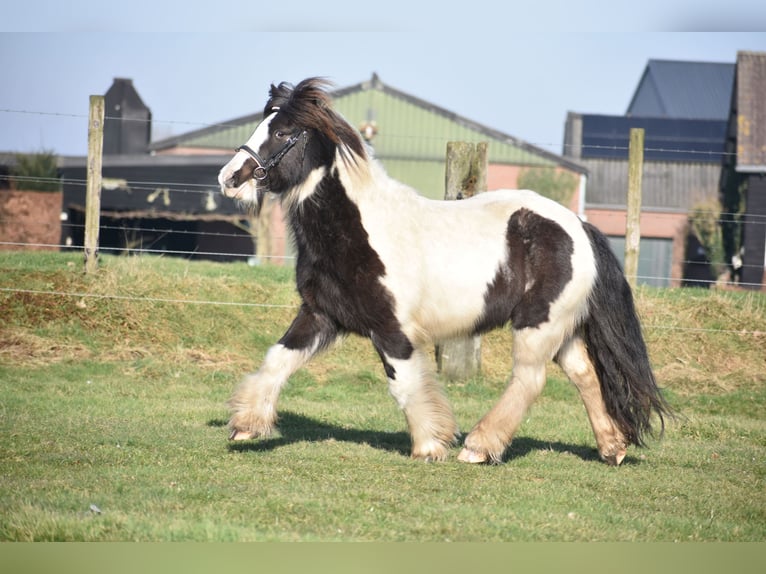 Cob Irlandese / Tinker / Gypsy Vanner Castrone 8 Anni 130 cm Tobiano-tutti i colori in Achtmaal