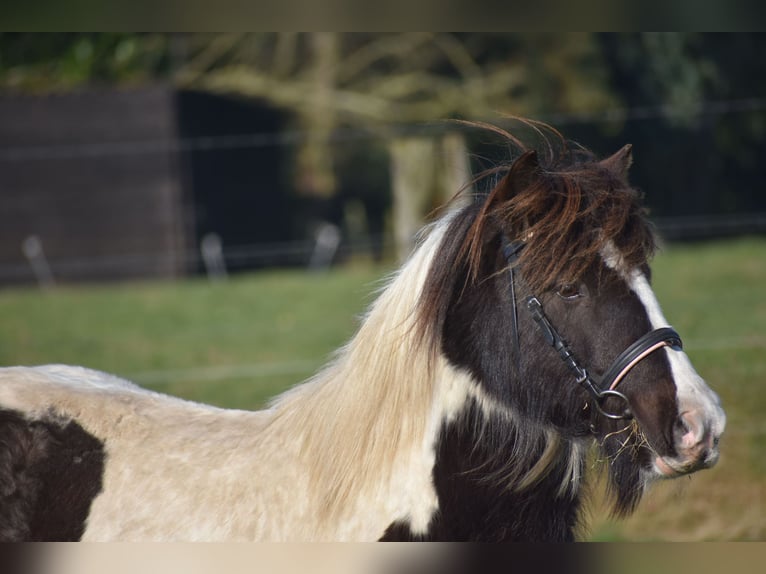 Cob Irlandese / Tinker / Gypsy Vanner Castrone 8 Anni 130 cm Tobiano-tutti i colori in Achtmaal