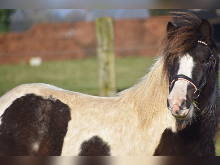 Cob Irlandese / Tinker / Gypsy Vanner Castrone 8 Anni 130 cm Tobiano-tutti i colori in Achtmaal