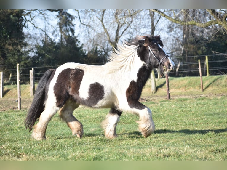 Cob Irlandese / Tinker / Gypsy Vanner Castrone 8 Anni 130 cm Tobiano-tutti i colori in Achtmaal