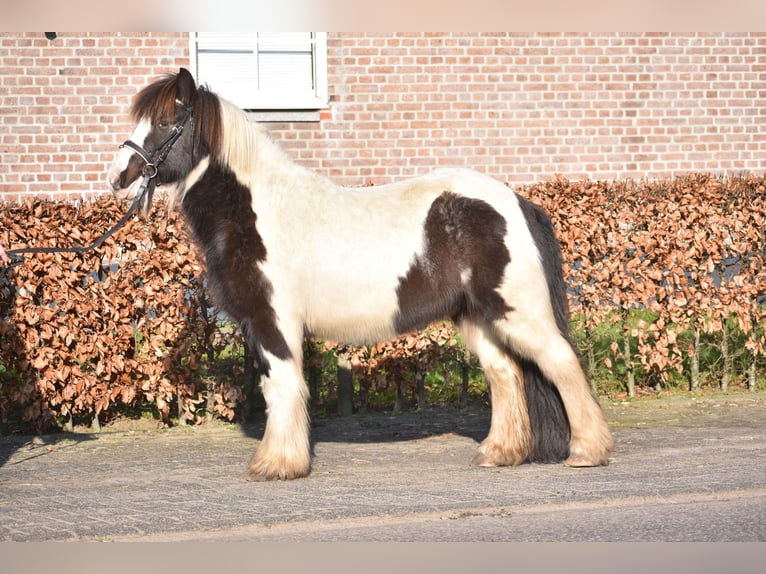 Cob Irlandese / Tinker / Gypsy Vanner Castrone 8 Anni 130 cm Tobiano-tutti i colori in Achtmaal