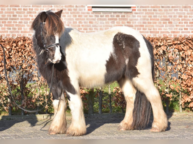 Cob Irlandese / Tinker / Gypsy Vanner Castrone 8 Anni 130 cm Tobiano-tutti i colori in Achtmaal