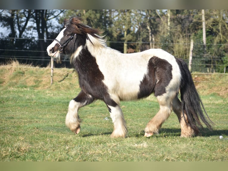 Cob Irlandese / Tinker / Gypsy Vanner Castrone 8 Anni 130 cm Tobiano-tutti i colori in Achtmaal