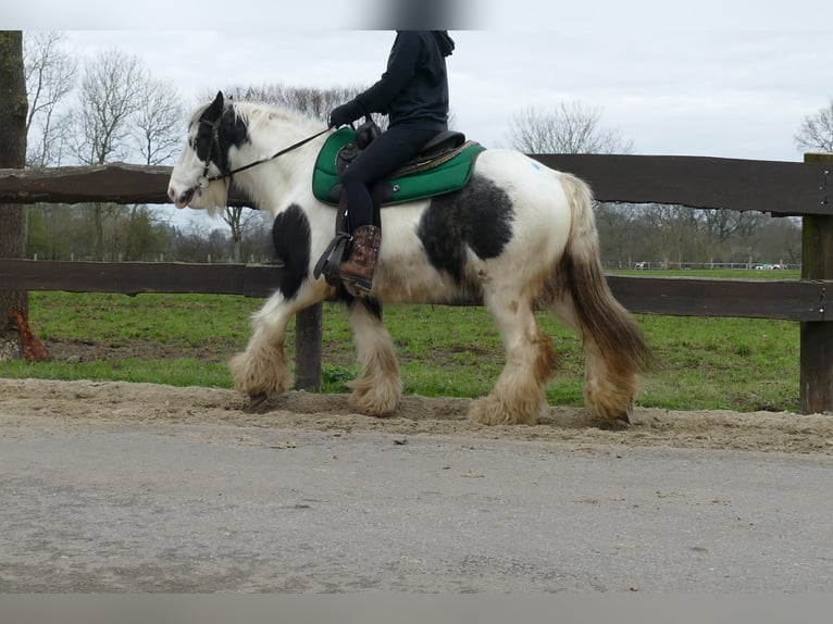 Cob Irlandese / Tinker / Gypsy Vanner Castrone 8 Anni 131 cm Pezzato in Lathen