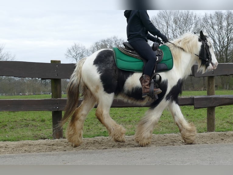 Cob Irlandese / Tinker / Gypsy Vanner Castrone 8 Anni 131 cm Pezzato in Lathen