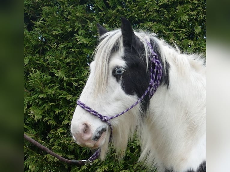 Cob Irlandese / Tinker / Gypsy Vanner Castrone 8 Anni 131 cm Pezzato in Lathen