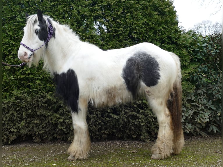 Cob Irlandese / Tinker / Gypsy Vanner Castrone 8 Anni 131 cm Pezzato in Lathen