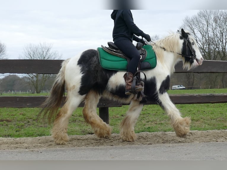 Cob Irlandese / Tinker / Gypsy Vanner Castrone 8 Anni 131 cm Pezzato in Lathen