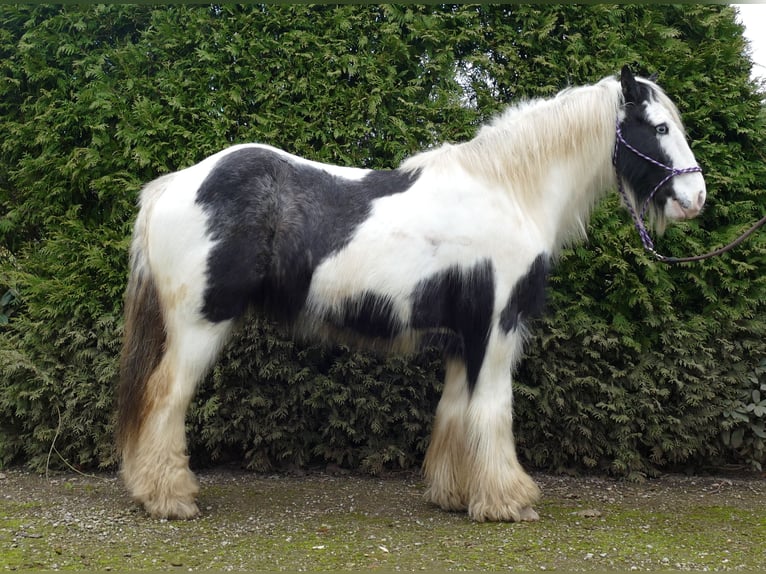 Cob Irlandese / Tinker / Gypsy Vanner Castrone 8 Anni 131 cm Pezzato in Lathen