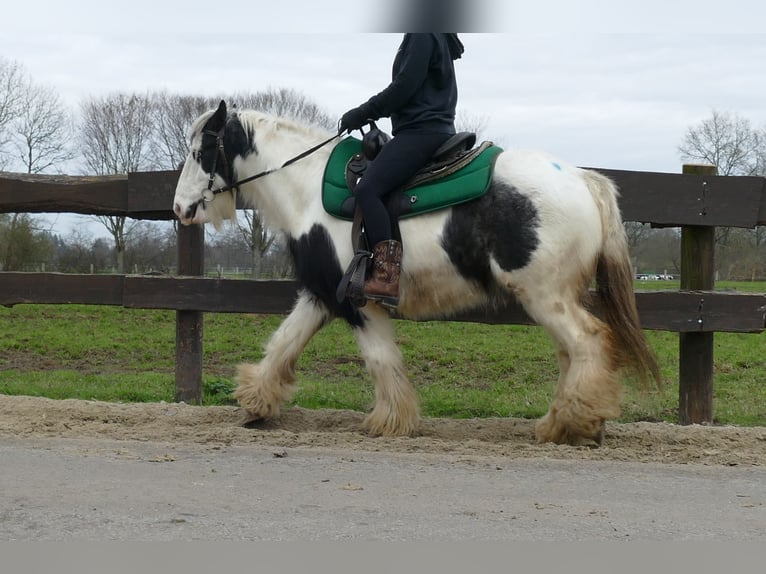 Cob Irlandese / Tinker / Gypsy Vanner Castrone 8 Anni 131 cm Pezzato in Lathen