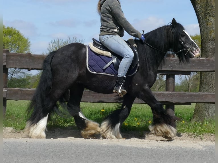 Cob Irlandese / Tinker / Gypsy Vanner Castrone 8 Anni 133 cm Morello in Lathen